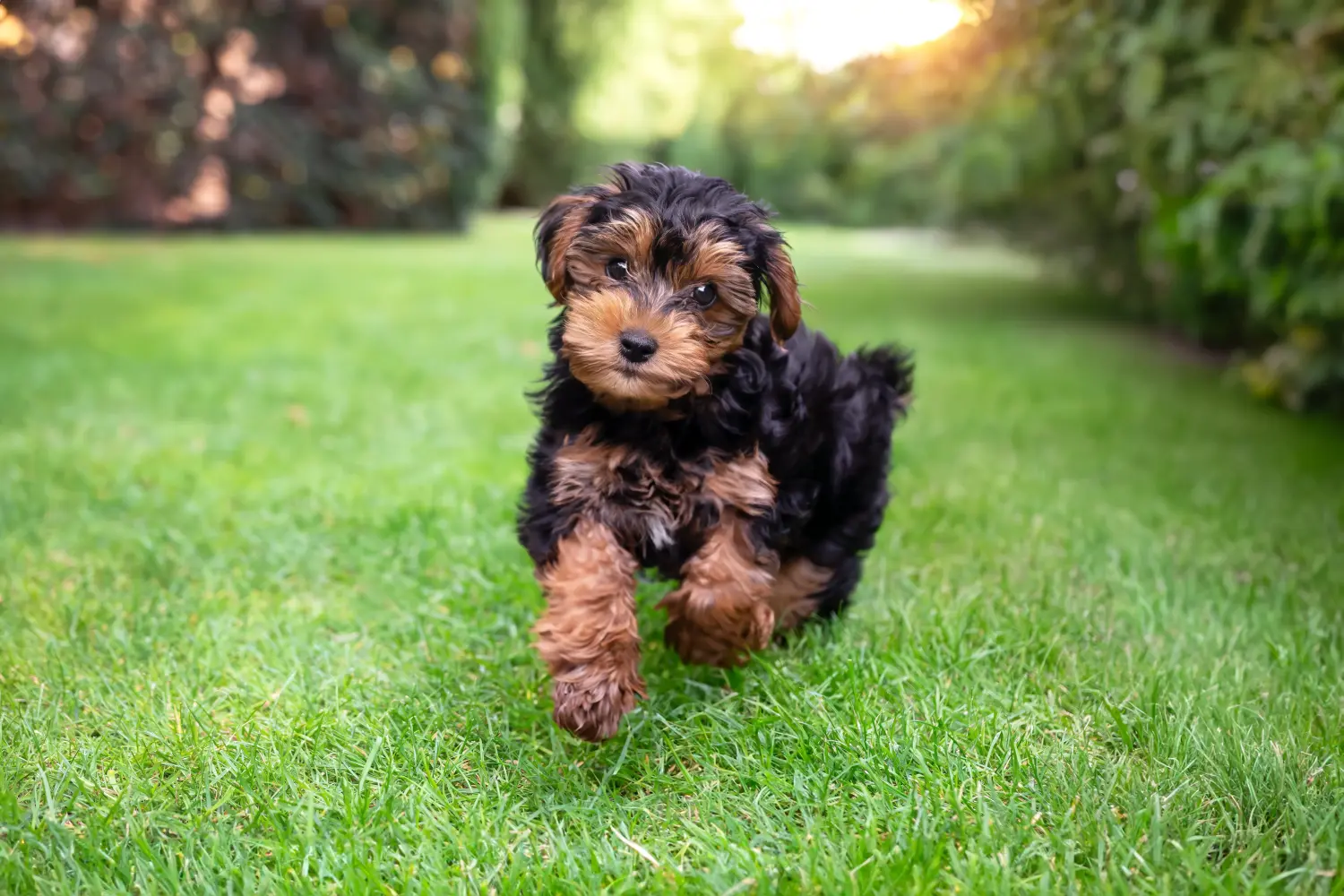 Kupno szczeniaka Cavoodle oznacza wzięcie na siebie odpowiedzialności! Kup szczenięta Cavoodle.