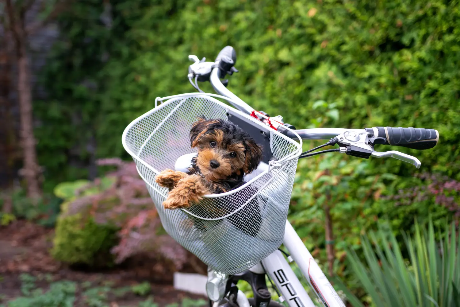 Kupno szczeniaka Cavoodle oznacza wzięcie na siebie odpowiedzialności! Kup szczenięta Cavoodle.