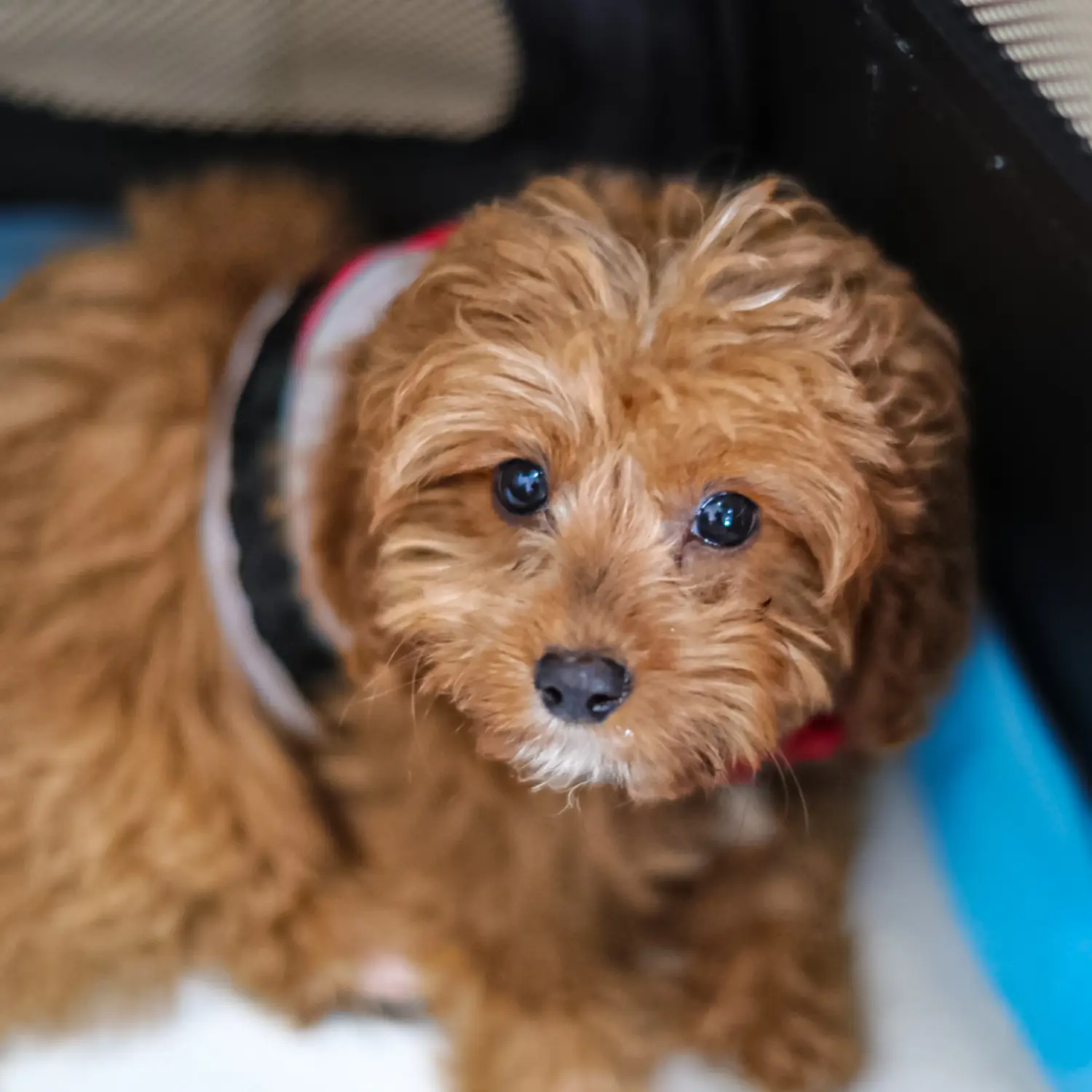 Kupno szczeniaka Cavoodle oznacza wzięcie na siebie odpowiedzialności! Kup szczenięta Cavoodle.