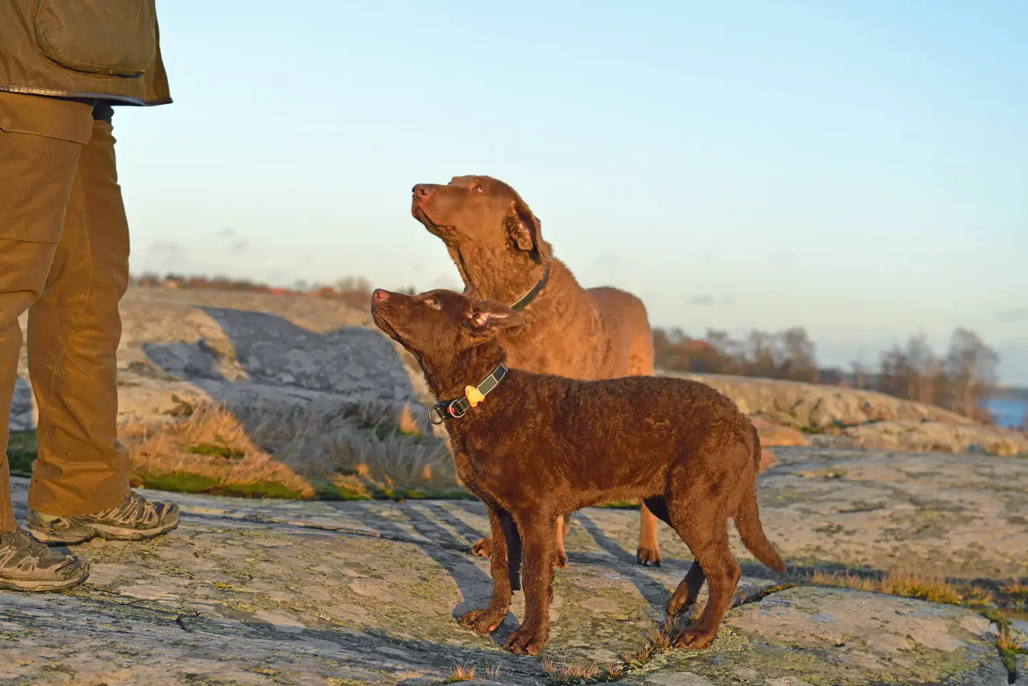 Zakup szczeniaka rasy Chesapeake Bay Retriever oznacza wzięcie na siebie odpowiedzialności! Kup szczenięta rasy Chesapeake Bay Retriever.