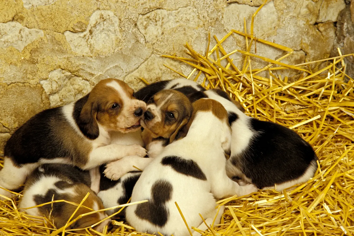 Kupno szczeniaka Chien d'Artois oznacza wzięcie na siebie odpowiedzialności! Kup szczenięta Chien d'Artois.