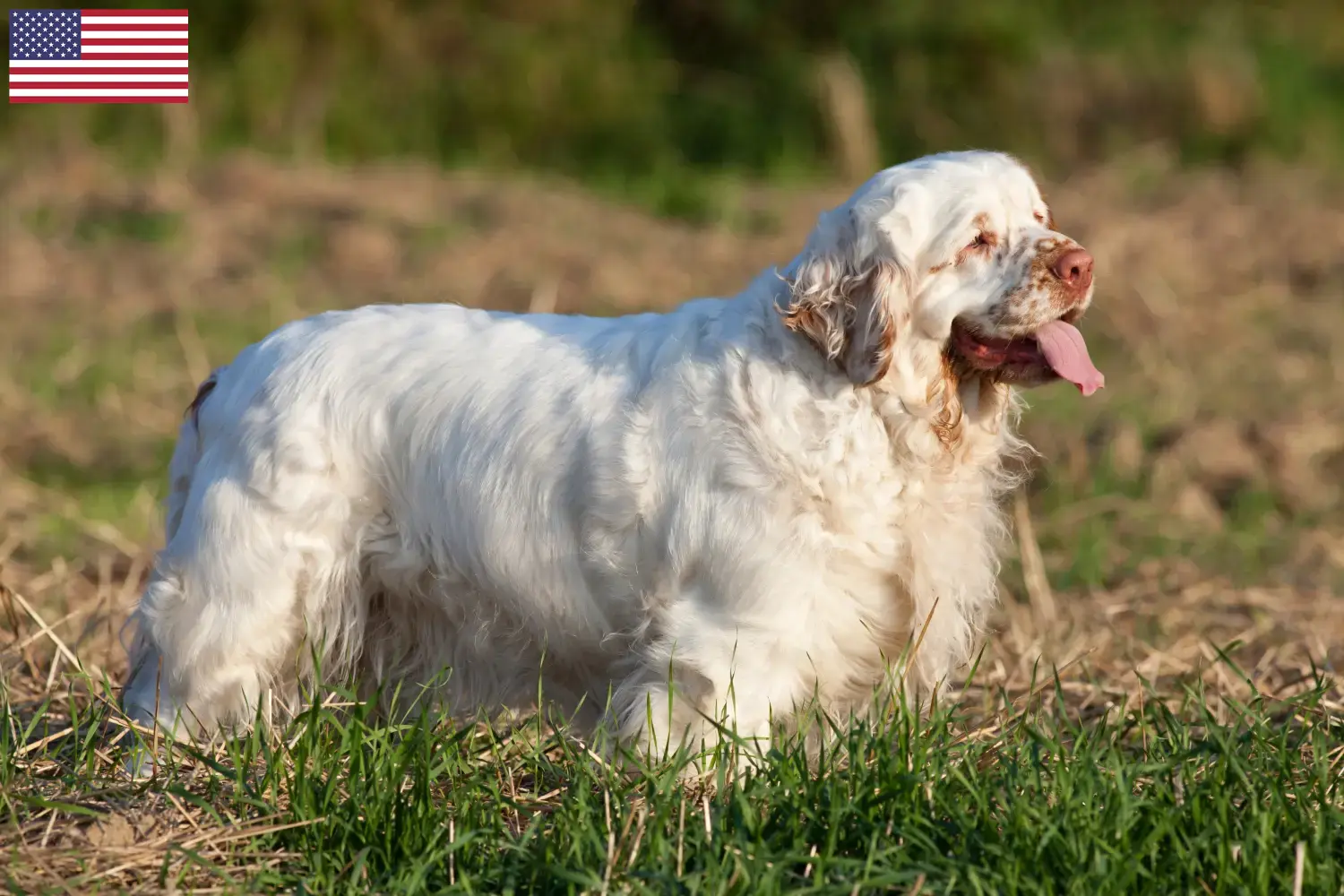 Read more about the article Hodowcy i szczenięta Clumber spaniel w USA