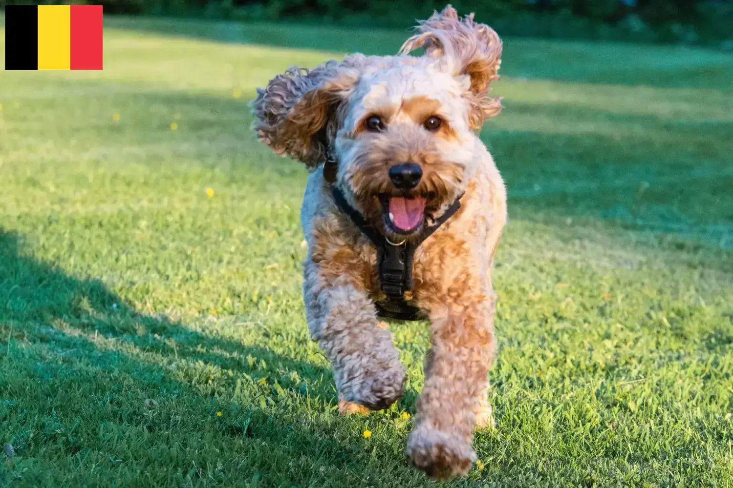 Read more about the article Hodowcy i szczenięta Cockapoo w Belgia