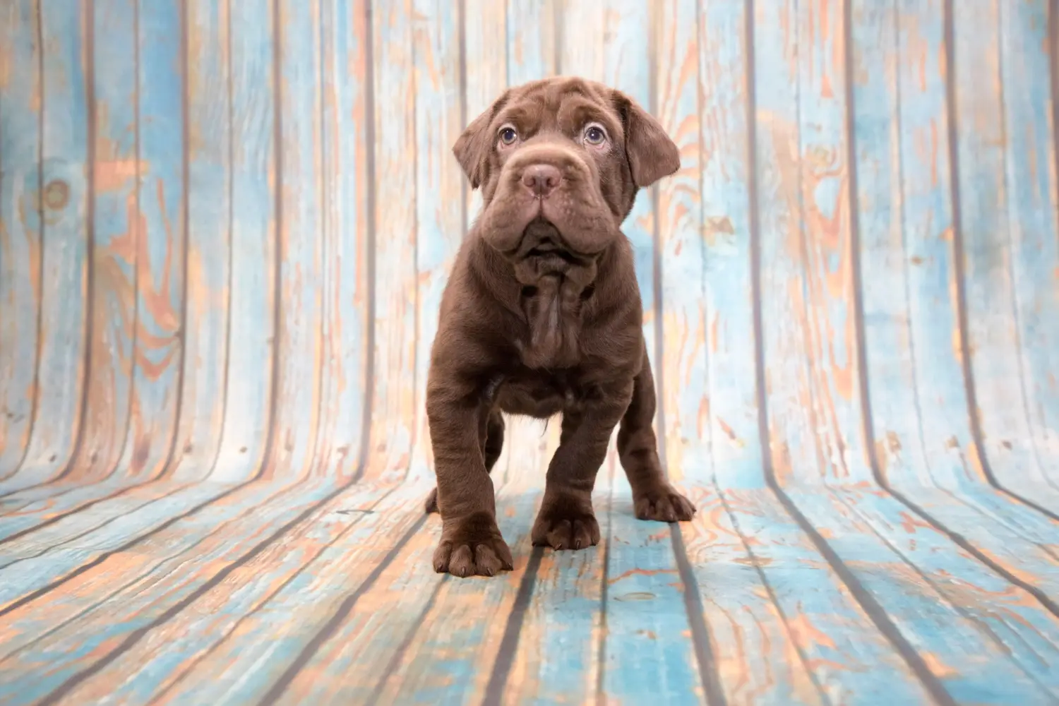 Kupno szczeniaka Cocker Pei oznacza wzięcie odpowiedzialności! Kup szczenięta Cocker Pei.
