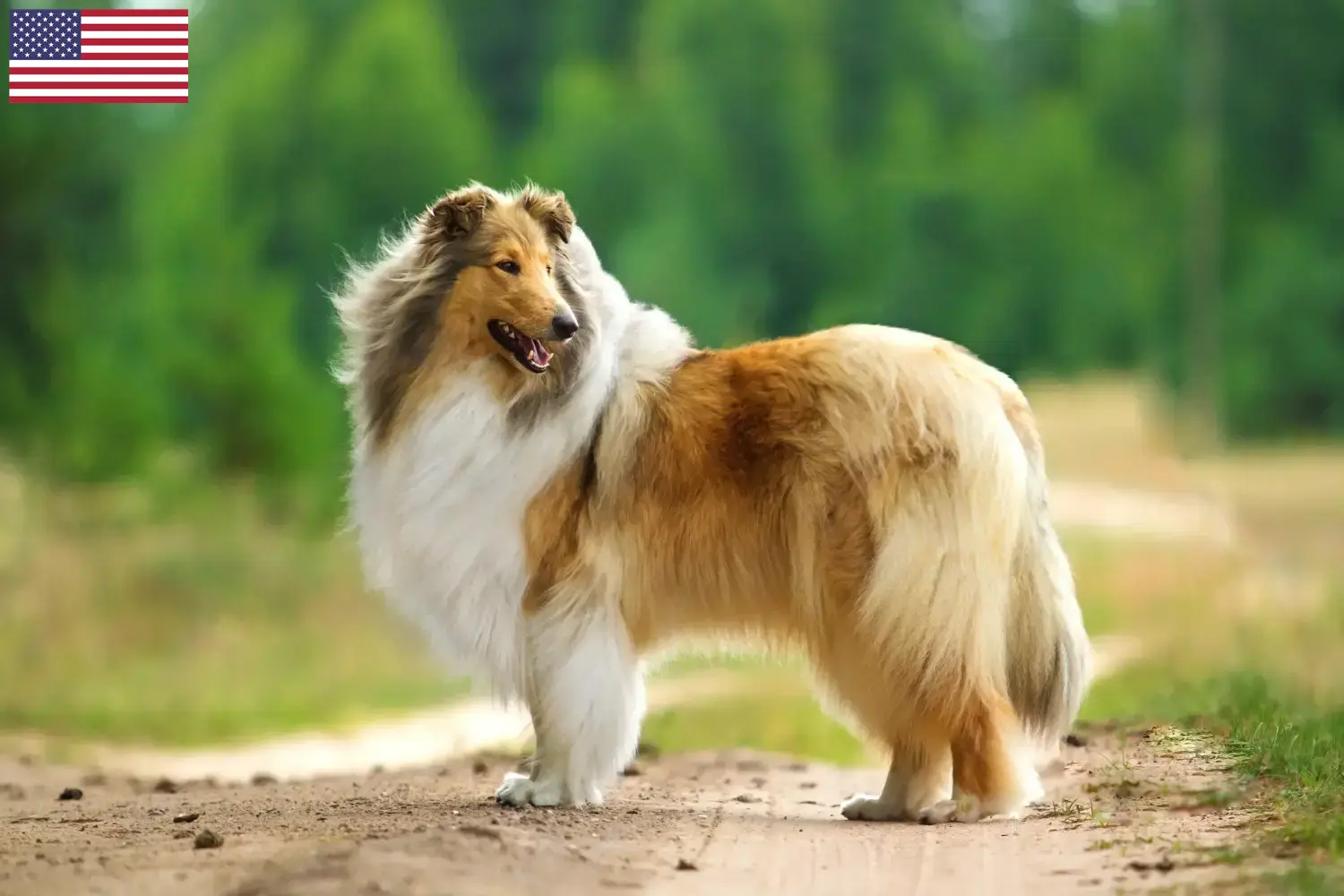 Read more about the article Hodowcy rasy Collie i szczenięta w USA