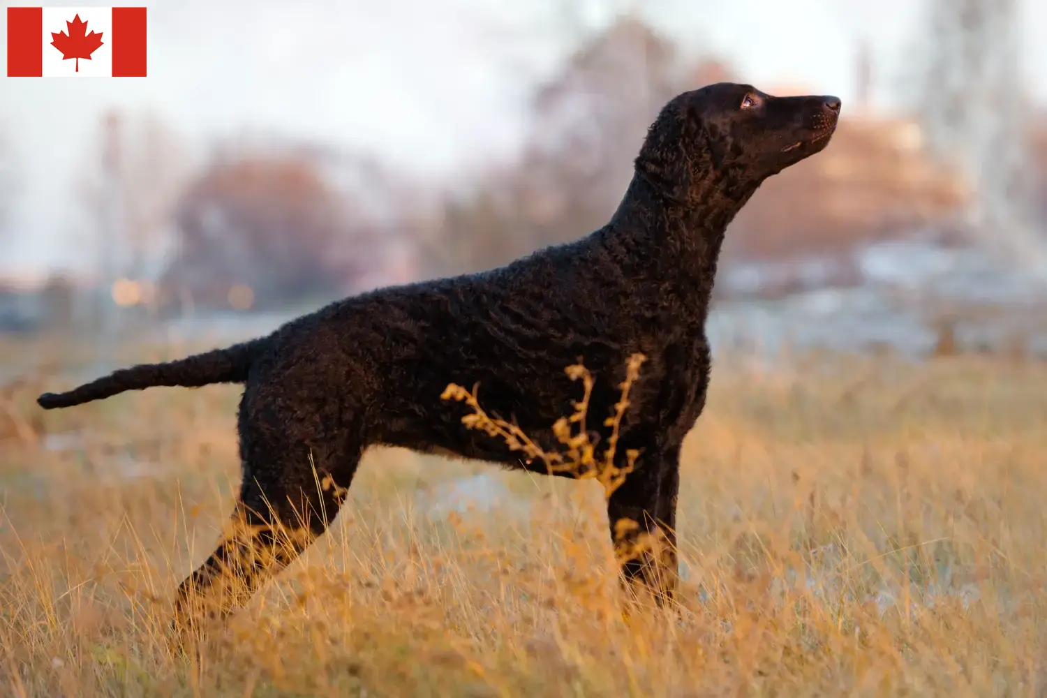 Retriever kędzierzawy szczenięta i hodowcy Kanada Znajdź hodowców Curly Coated Retriever w Kanada.