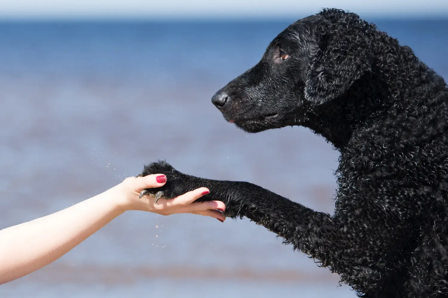 Curly Coated Retriever - Moja miłość do tej rasy psów. Dlaczego kocham retrievery kędzierzawe?