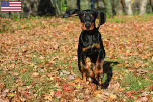 Read more about the article Hodowcy i szczenięta Coonhound czarny i podpalany w USA