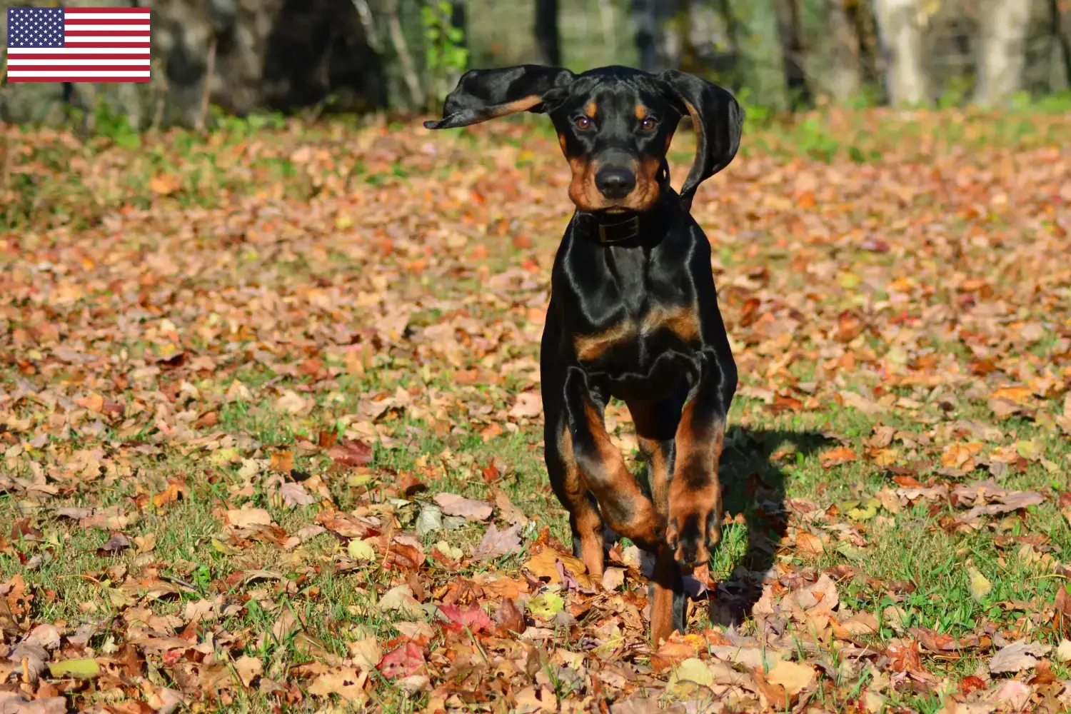 Read more about the article Hodowcy i szczenięta Coonhound czarny i podpalany w USA