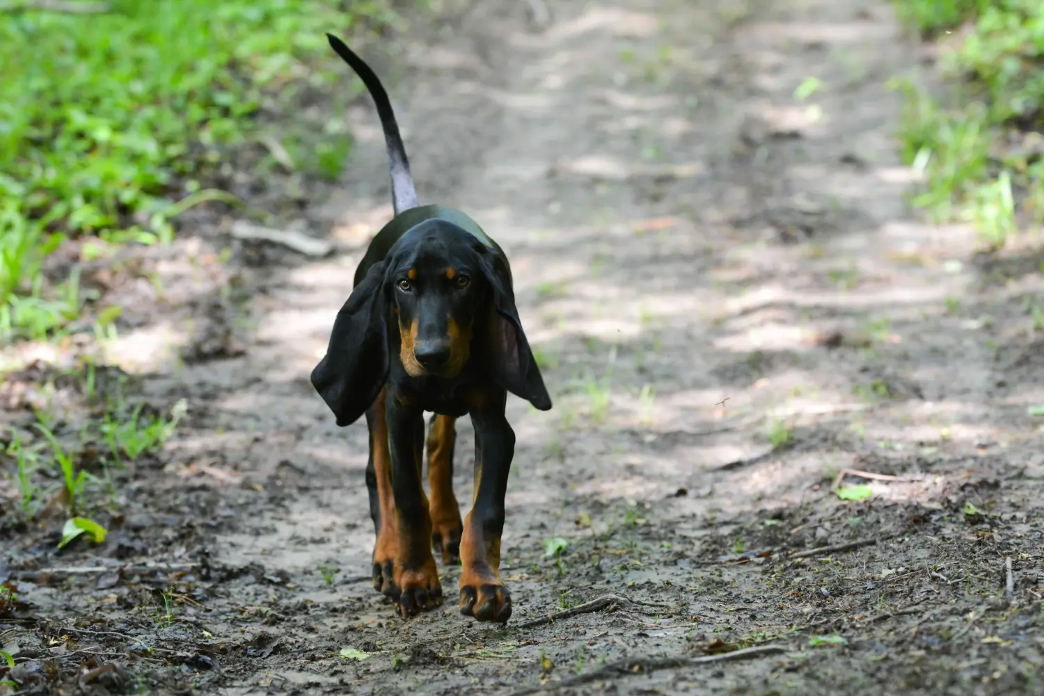 Kupno szczeniaka rasy Black and Tan Coonhound oznacza wzięcie na siebie odpowiedzialności! Kup szczenięta rasy Coonhound czarny i podpalany.
