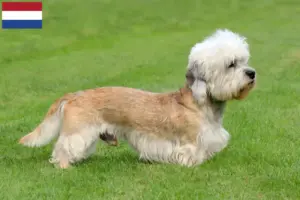 Read more about the article Hodowcy i szczenięta dandie dinmont terrier w Holandia