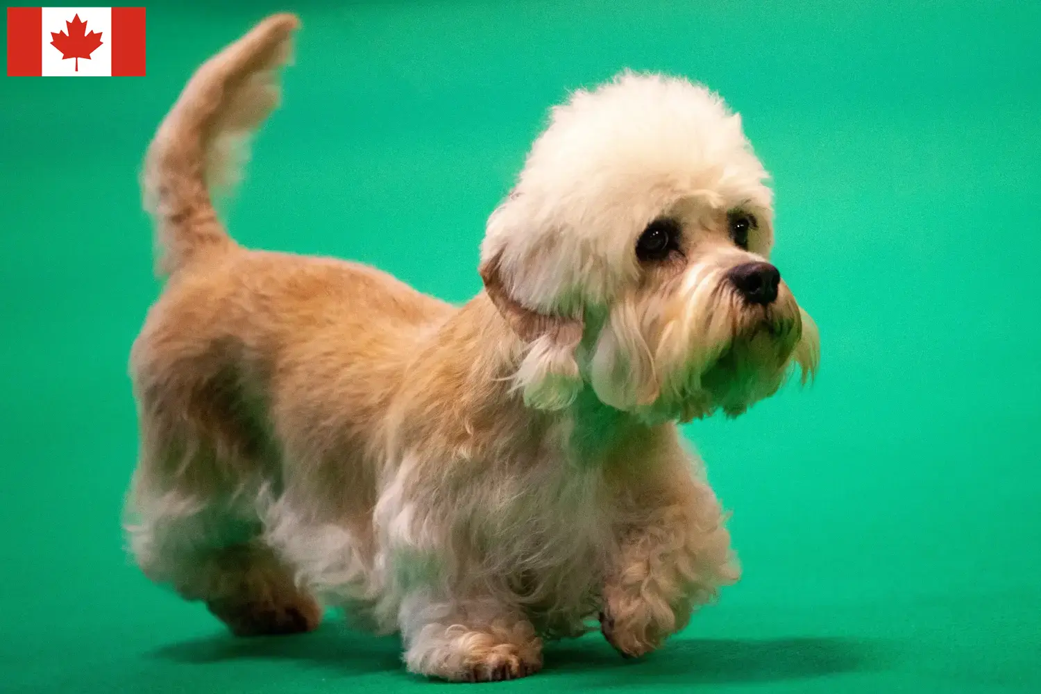 Dandie Dinmont Terrier szczenięta i hodowcy Kanada Tutaj znajdą Państwo hodowców Dandie Dinmont terrier w Kanada.