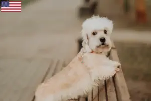 Read more about the article Hodowcy i szczenięta Dandie Dinmont Terrier w USA