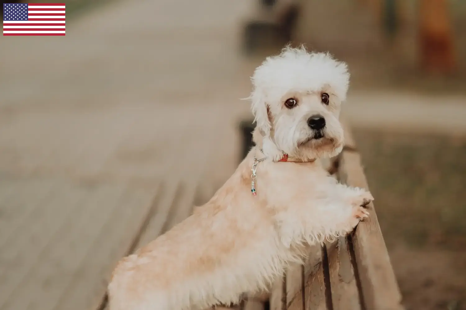 Dandie Dinmont Terrier szczenięta i hodowcy USA Tutaj znajdą Państwo hodowców Dandie Dinmont terrier w USA.