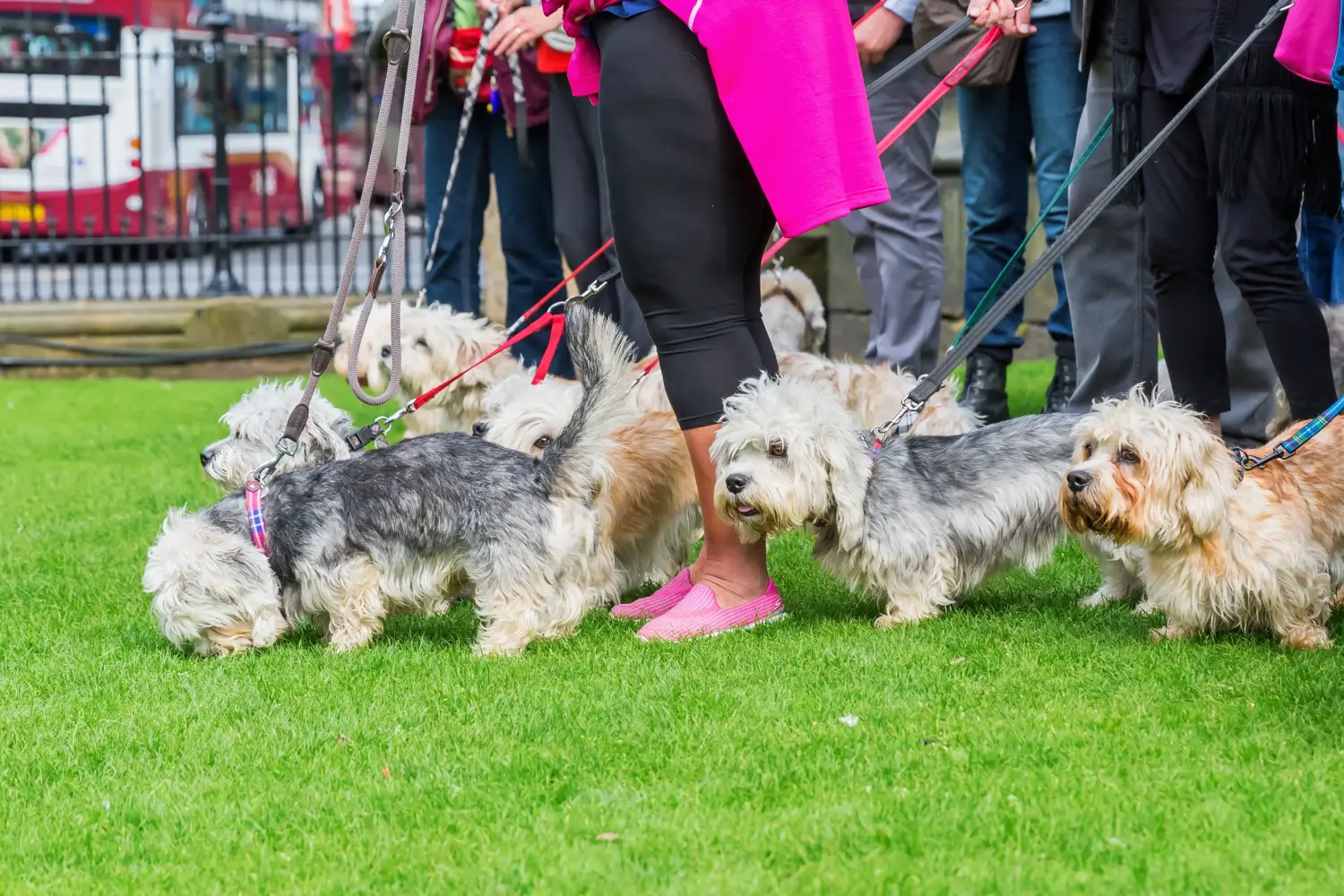 Dandie Dinmont Terrier - Moja miłość do tej rasy psów. Dlaczego kocham Dandie Dinmont Terriera
