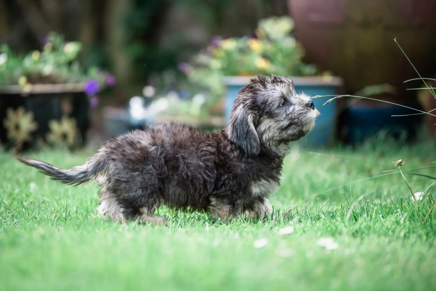 Kupno szczeniaka Dandie Dinmont Terriera oznacza wzięcie na siebie odpowiedzialności! Kup szczenięta Dandie Dinmont Terrier.