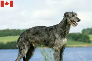 Read more about the article Hodowcy psów rasy deerhound i szczenięta w Kanada