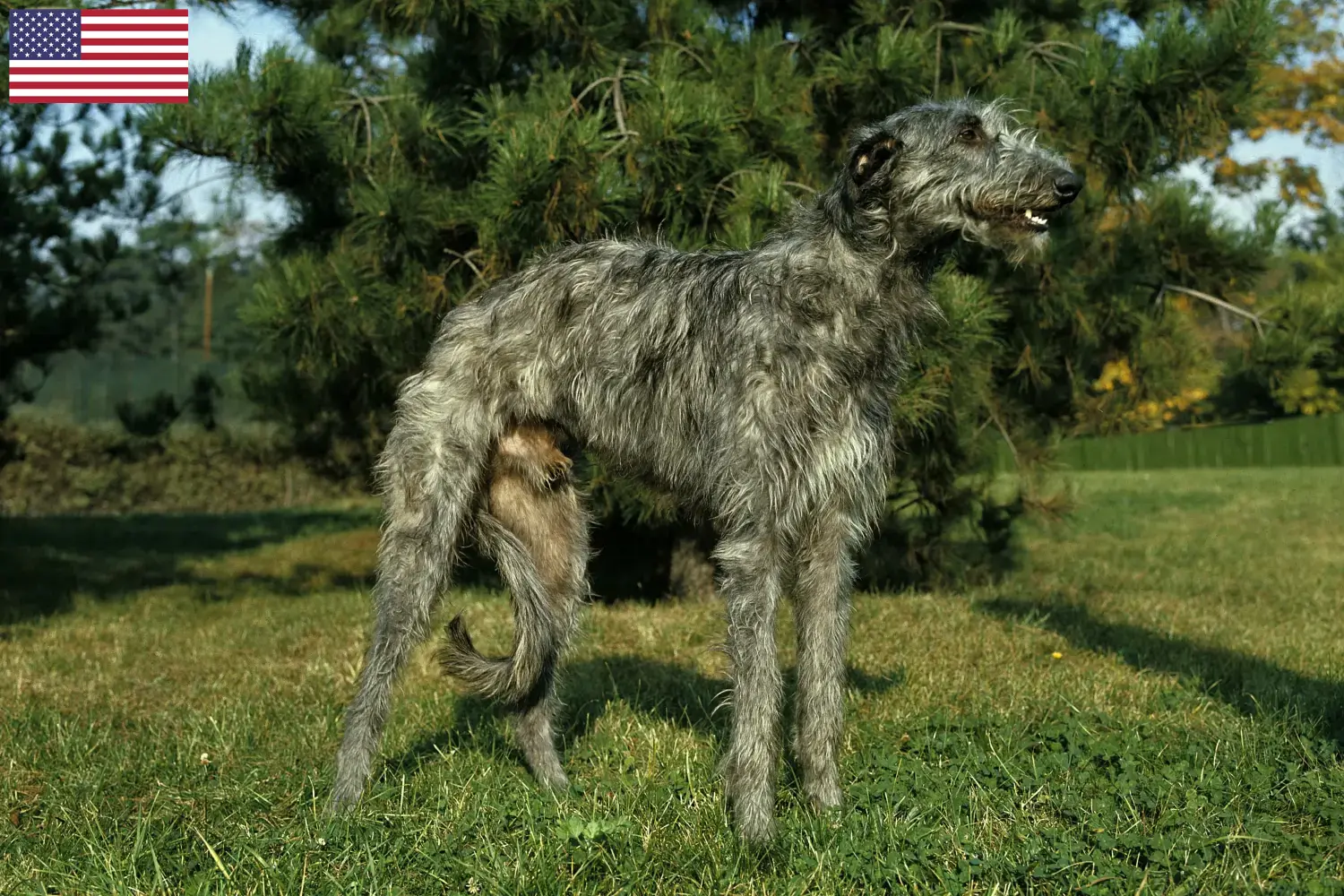 Read more about the article Hodowcy psów rasy deerhound i szczenięta w USA