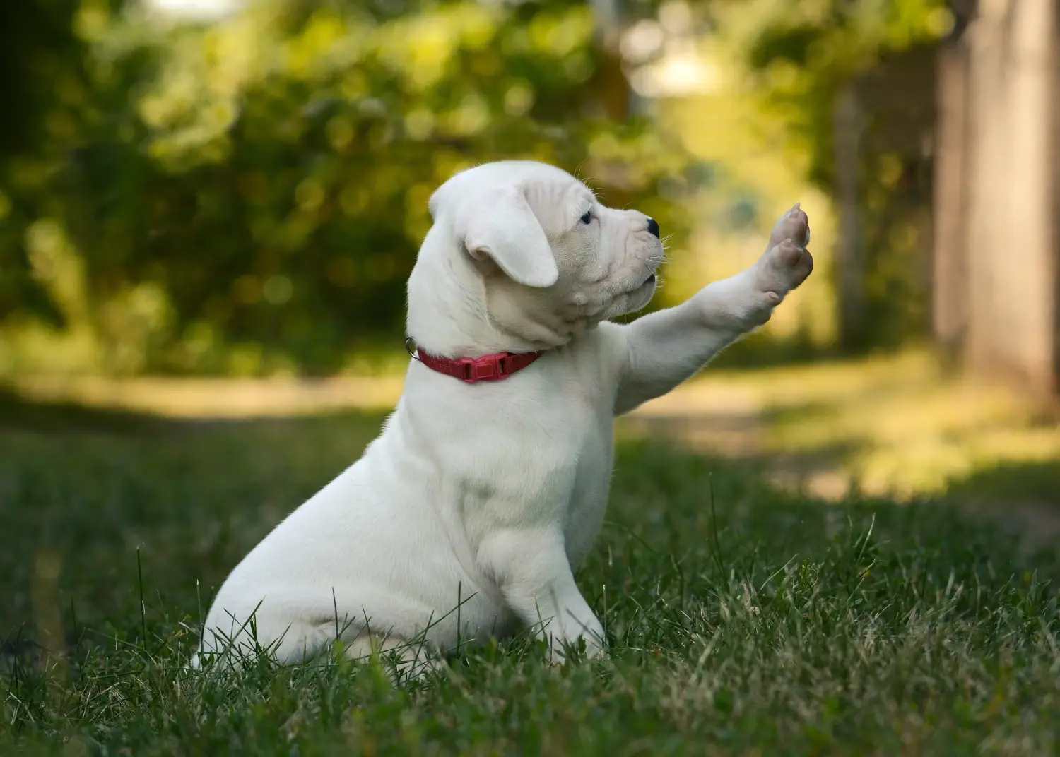 Kupno szczeniaka Dogo Argentino oznacza wzięcie na siebie odpowiedzialności! Kup szczenięta Dogo Argentino.