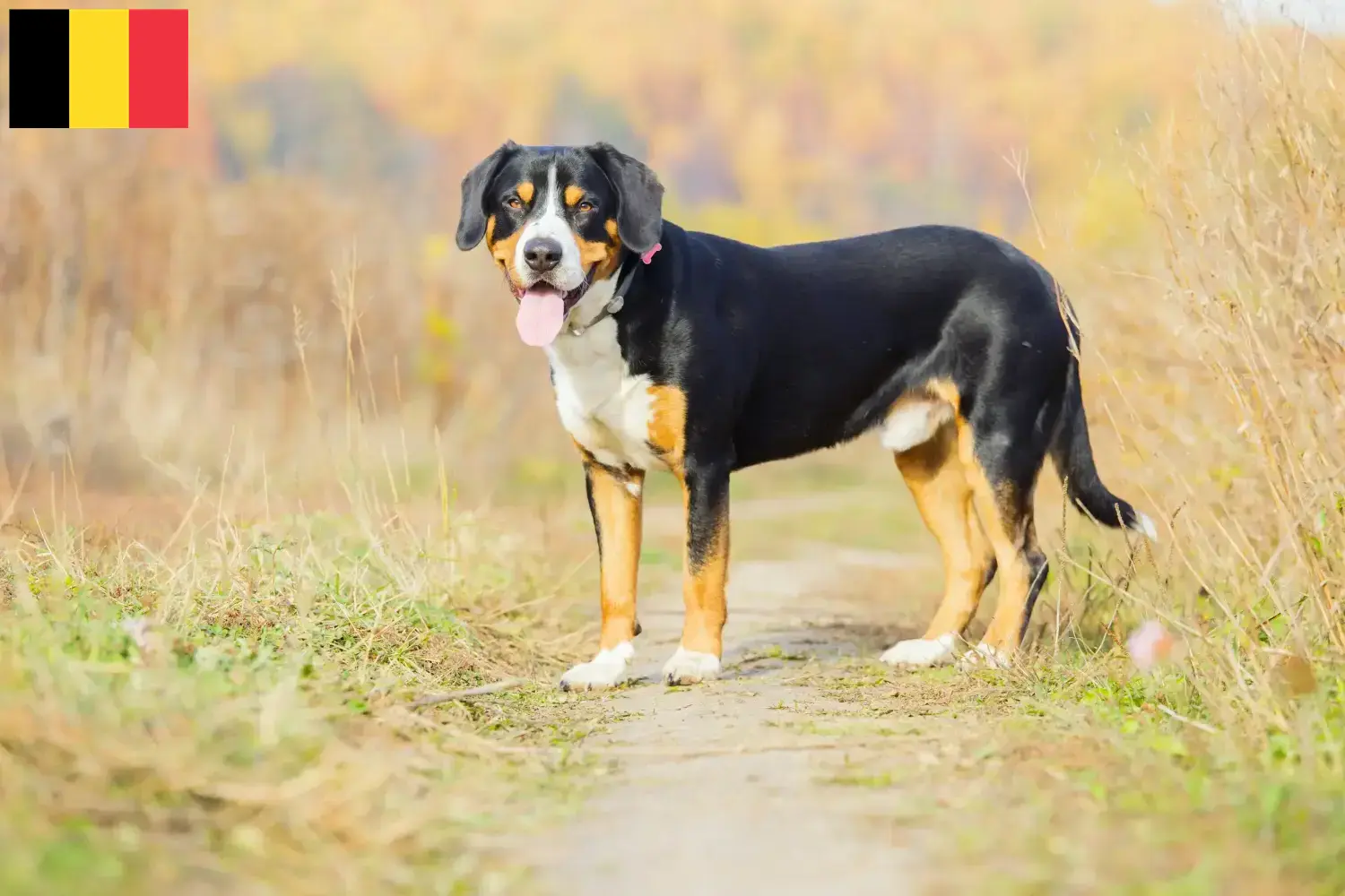 Read more about the article Entlebuch Hodowca psów pasterskich i szczeniąt w Belgii