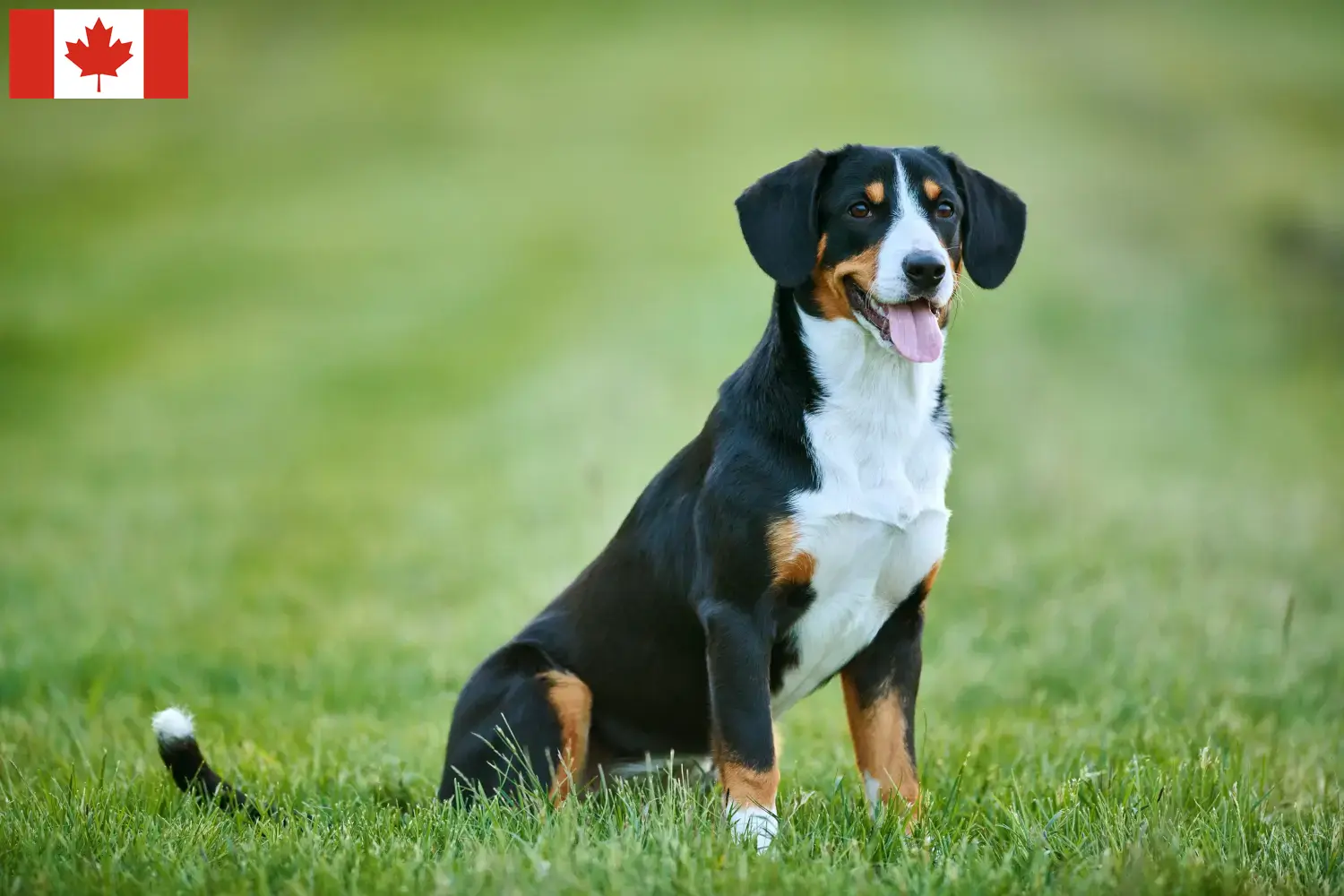 Read more about the article Entlebuch Hodowca psów górskich i szczeniąt w Kanadzie
