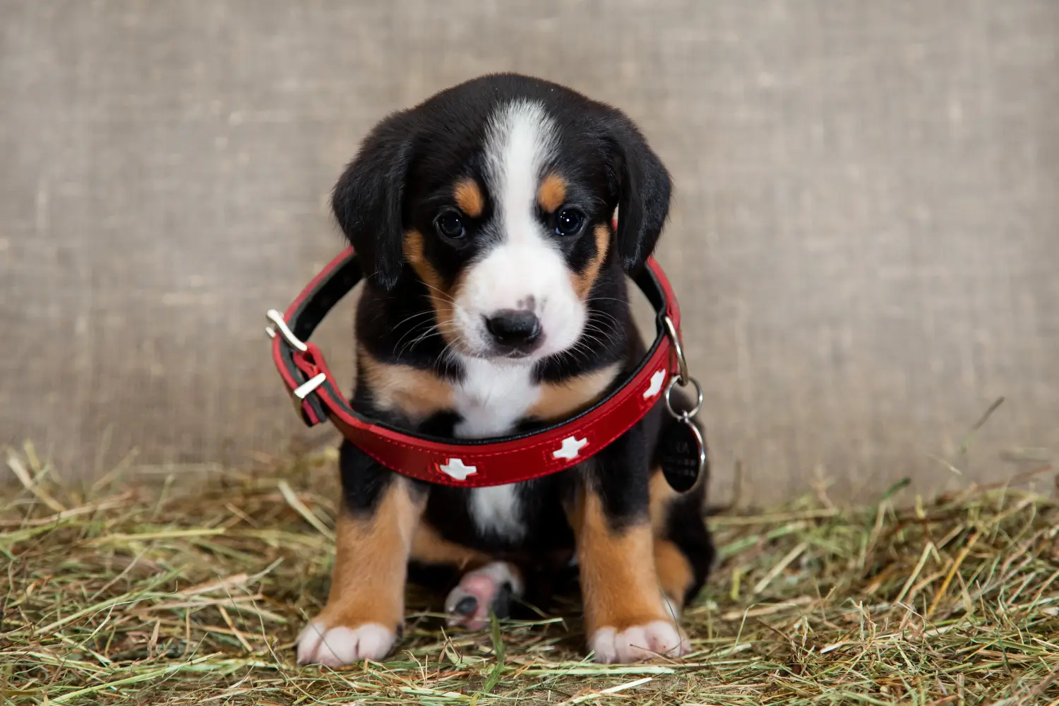Zakup szczeniaka Entlebuch Mountain Dog oznacza wzięcie odpowiedzialności! Kup szczenięta Entlebuch Mountain Dog.