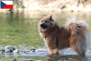 Read more about the article Hodowcy i szczenięta Eurasier w Czechy