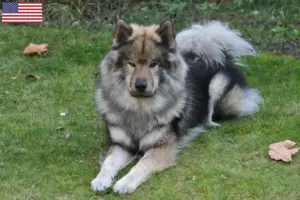 Read more about the article Hodowcy i szczenięta Eurasier w USA
