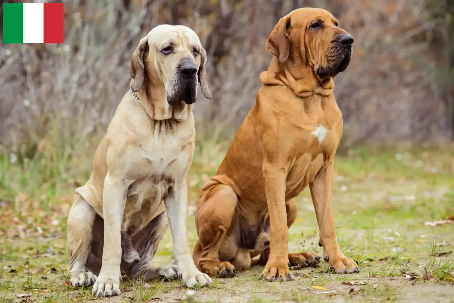 Read more about the article Fila Brasileiro hodowcy i szczenięta w Włochy