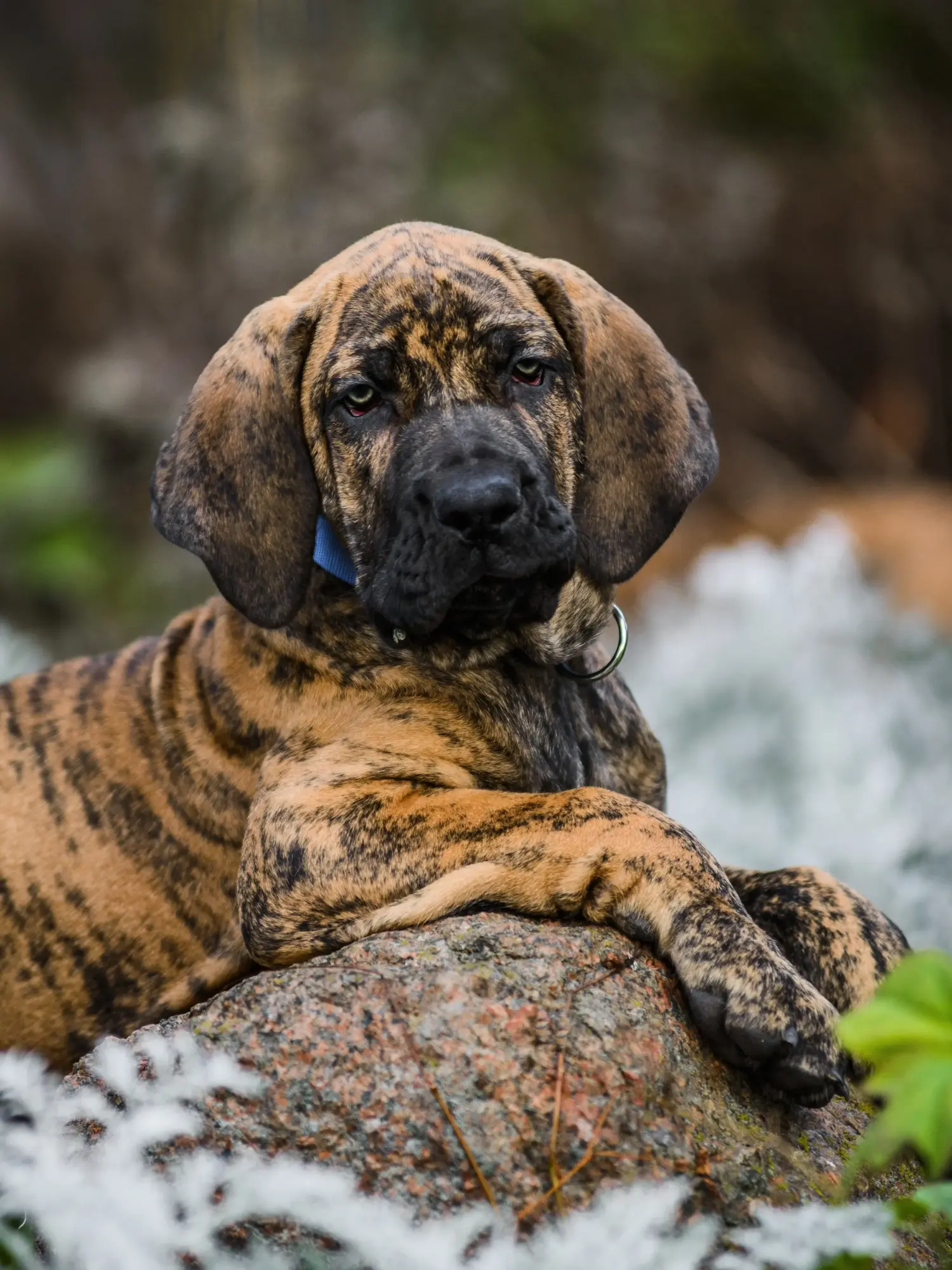 Kupno szczeniaka Fila Brasileiro oznacza wzięcie na siebie odpowiedzialności! Kup szczenięta Fila Brasileiro.