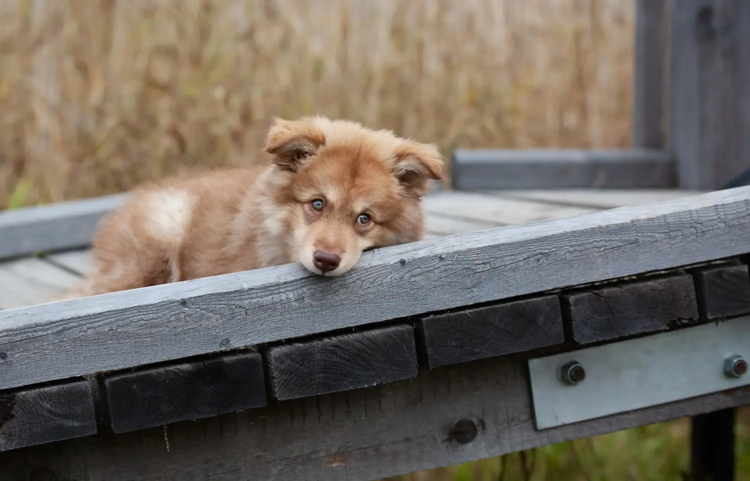 Kupno szczeniaka rasy lapphund fiński oznacza wzięcie na siebie odpowiedzialności! Kup fińskie szczenięta Lapphund.