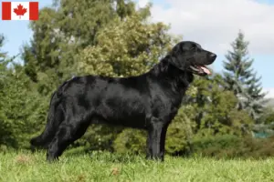 Read more about the article Hodowcy i szczenięta Flat Coated Retriever w Kanada