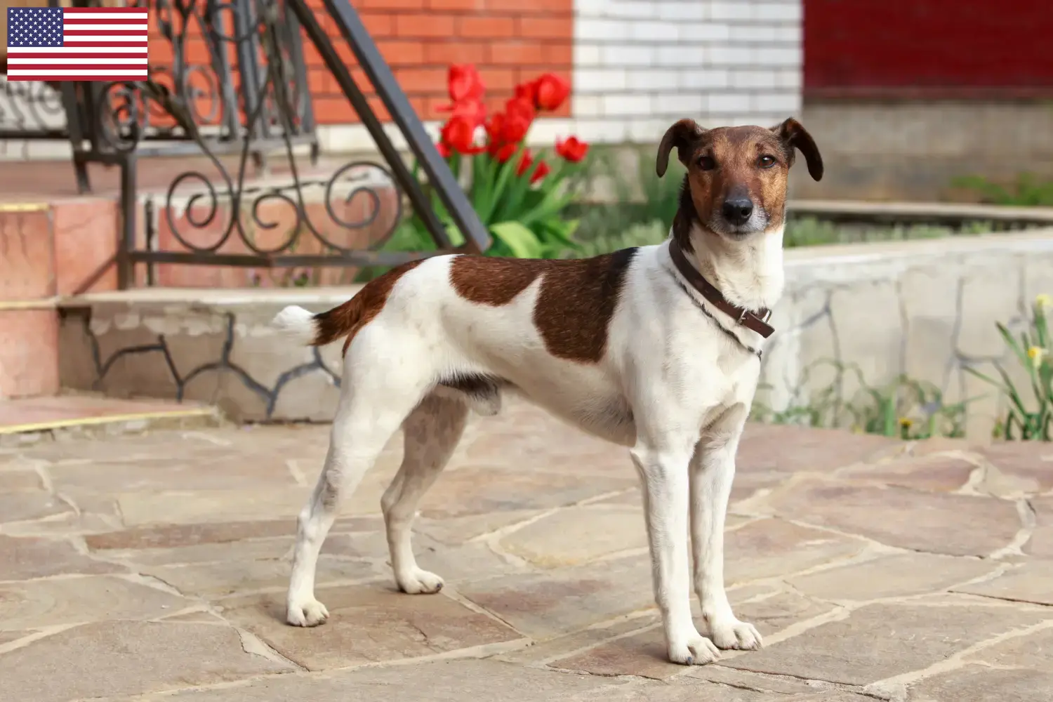 Fox terrier szczenięta i hodowcy USA Znajdź hodowców fox terrierów w USA tutaj.