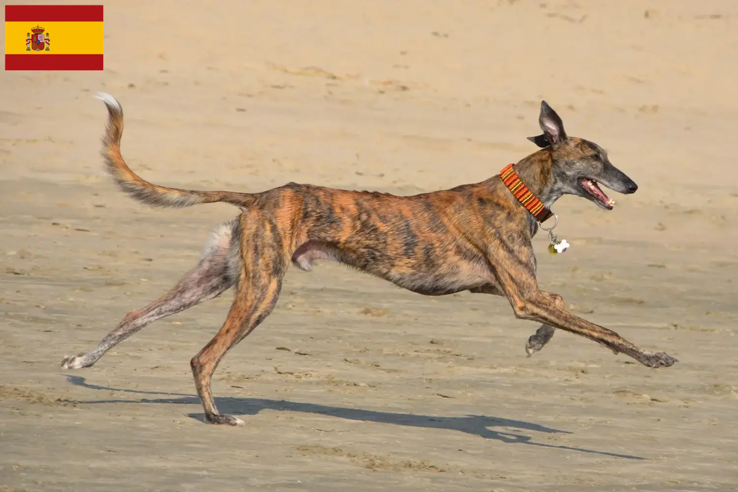 Galgo Espanol szczenięta i hodowcy Hiszpania Tutaj znajdziesz hodowców Galgo Espanols w Hiszpania.
