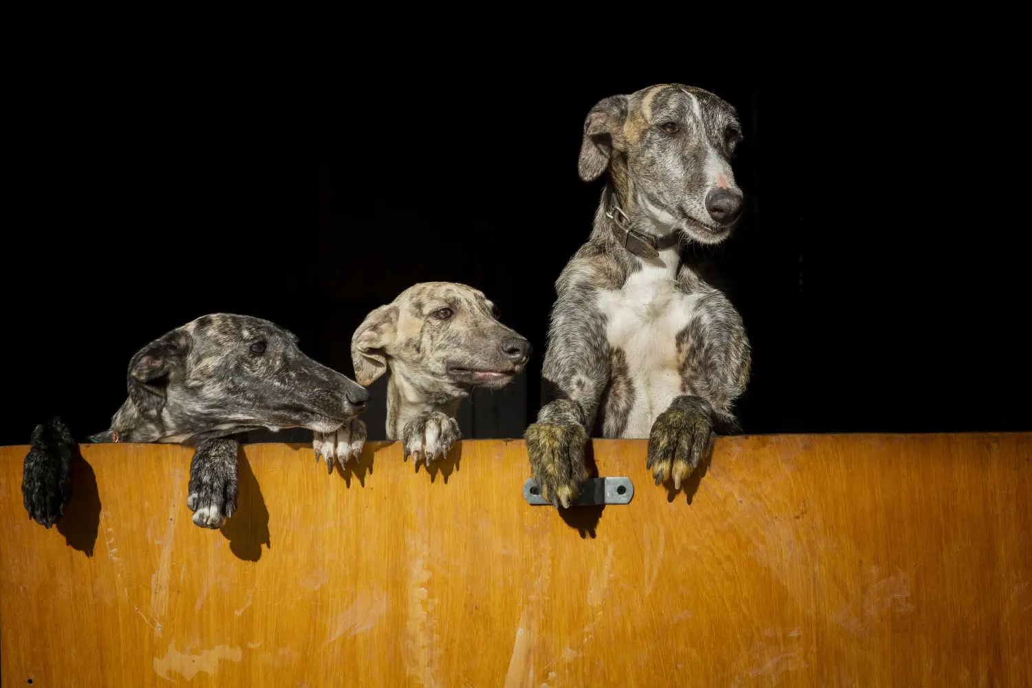 Kupno szczeniaka Galgo Espanol oznacza wzięcie na siebie odpowiedzialności! Kup szczenięta Galgo Espanol.