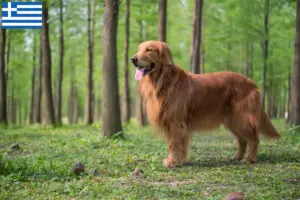 Read more about the article Hodowcy i szczenięta Golden Retriever w Grecja