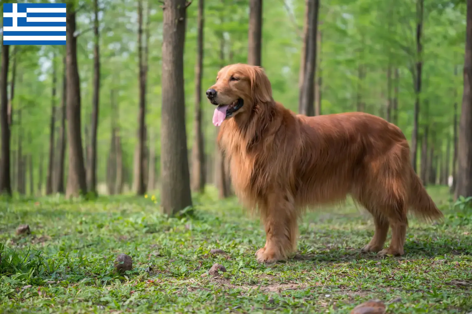 Read more about the article Hodowcy i szczenięta Golden Retriever w Grecja