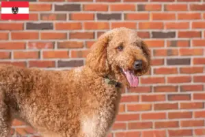 Read more about the article Hodowcy i szczenięta Goldendoodle w Austria