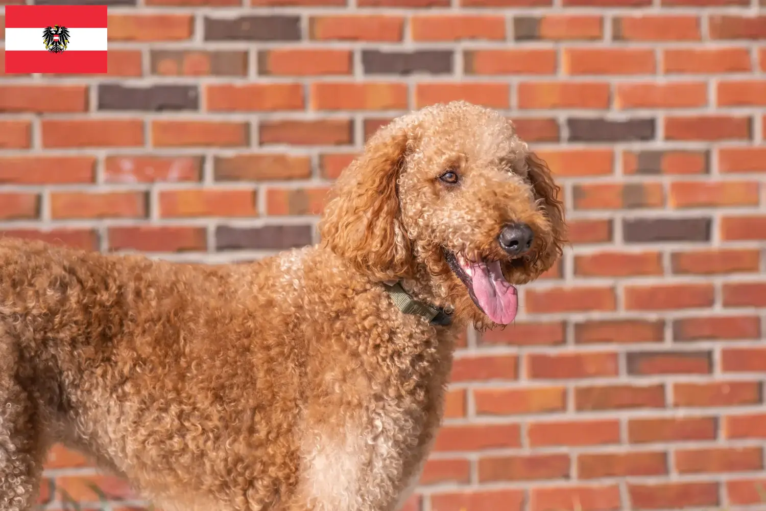 Read more about the article Hodowcy i szczenięta Goldendoodle w Austria