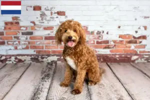 Read more about the article Hodowcy i szczenięta Goldendoodle w Holandia