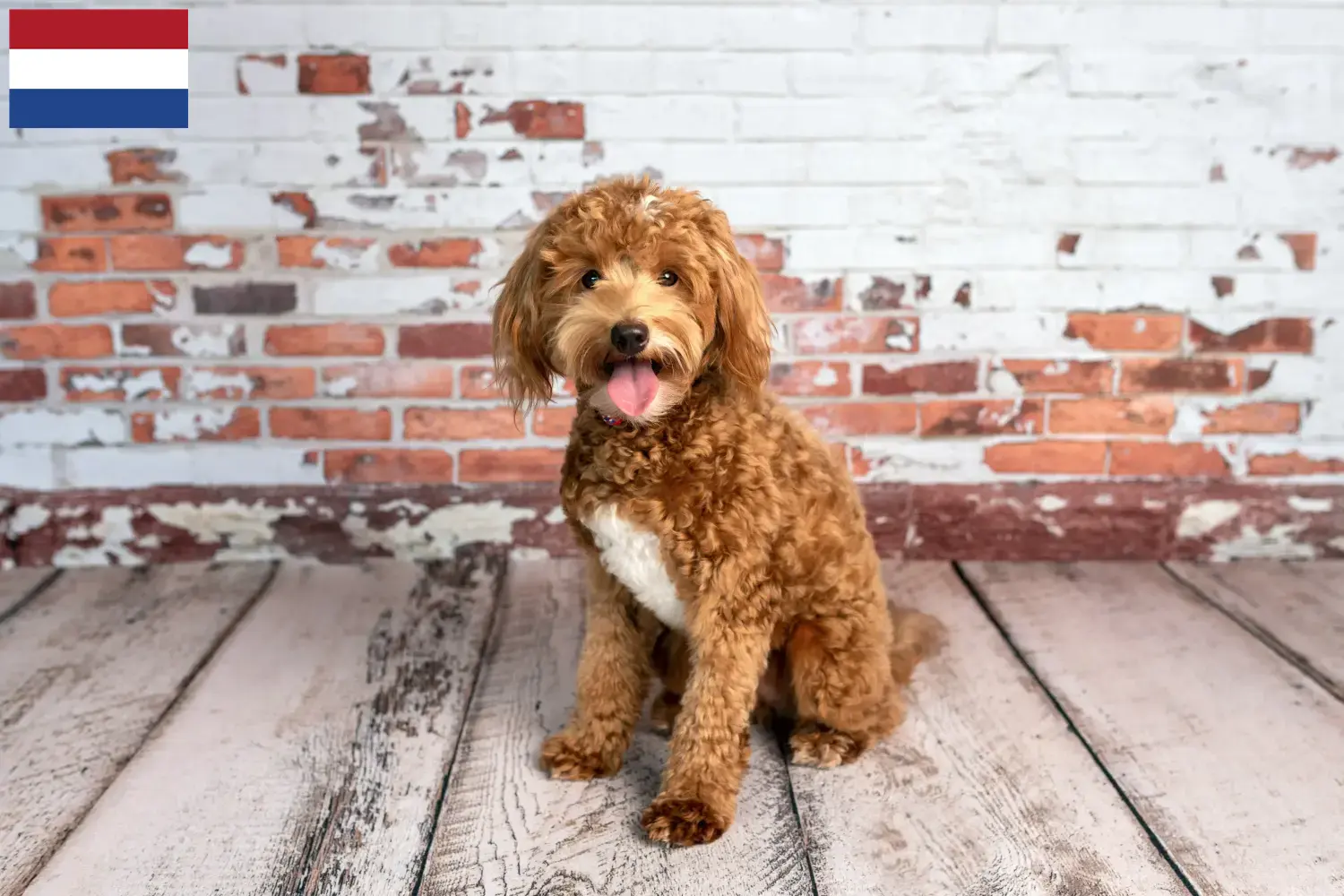 Read more about the article Hodowcy i szczenięta Goldendoodle w Holandia