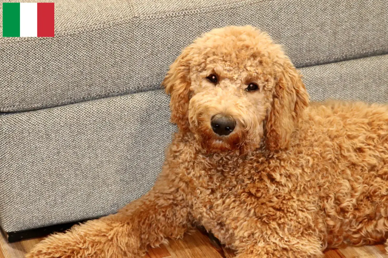 Read more about the article Hodowcy i szczenięta Goldendoodle w Włochy