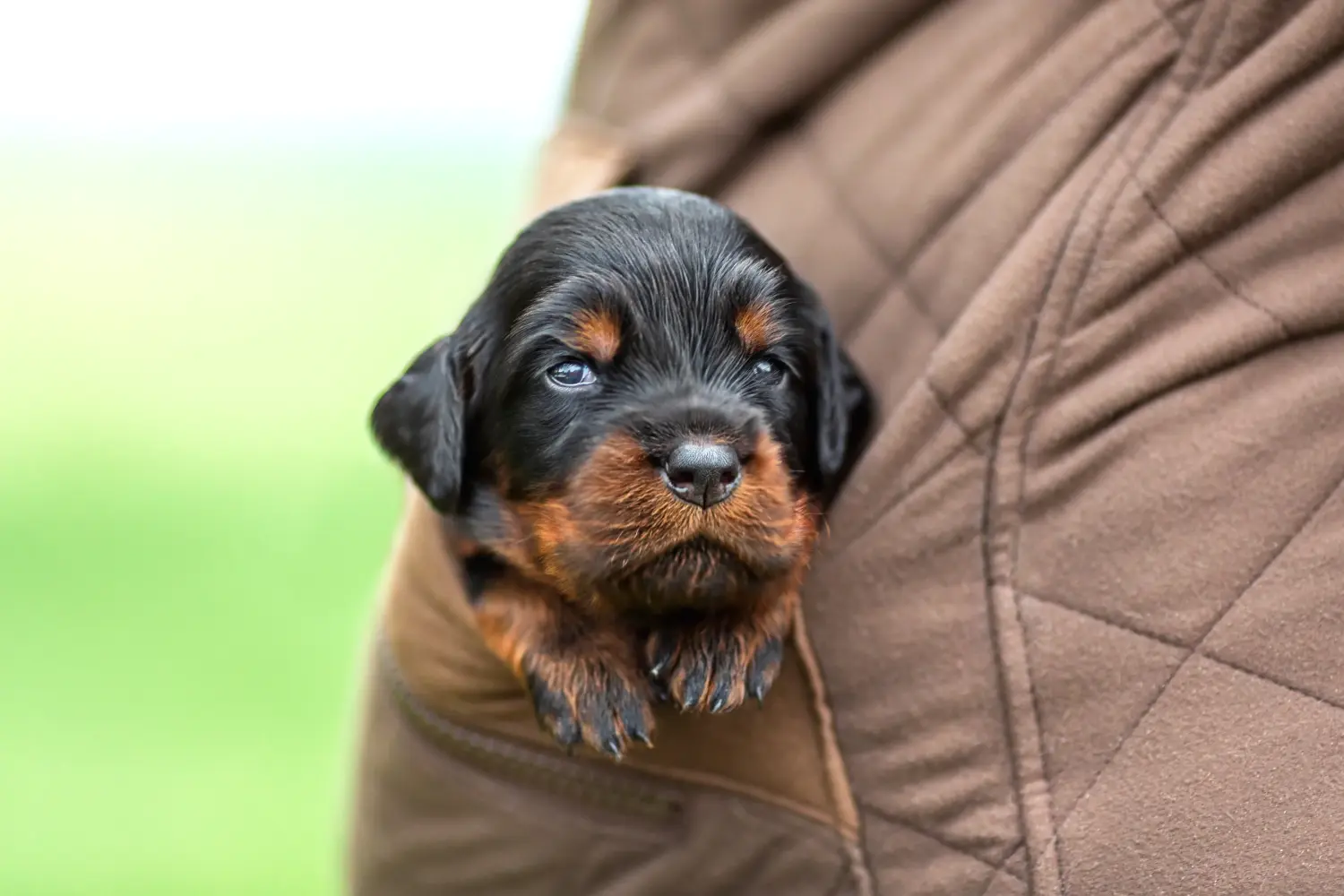 Zakup szczeniaka rasy Gordon Setter oznacza wzięcie na siebie odpowiedzialności! Kup szczenięta rasy seter gordoński.