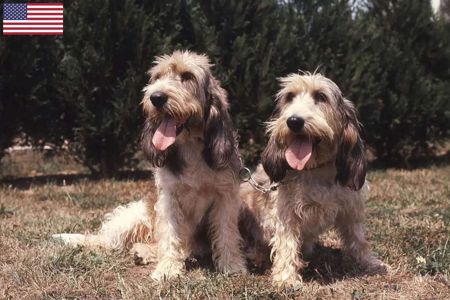 Grand Basset Griffon Vendéen szczenięta i hodowcy USA Znajdź hodowców Grand Basset Griffon Vendéens w USA tutaj.
