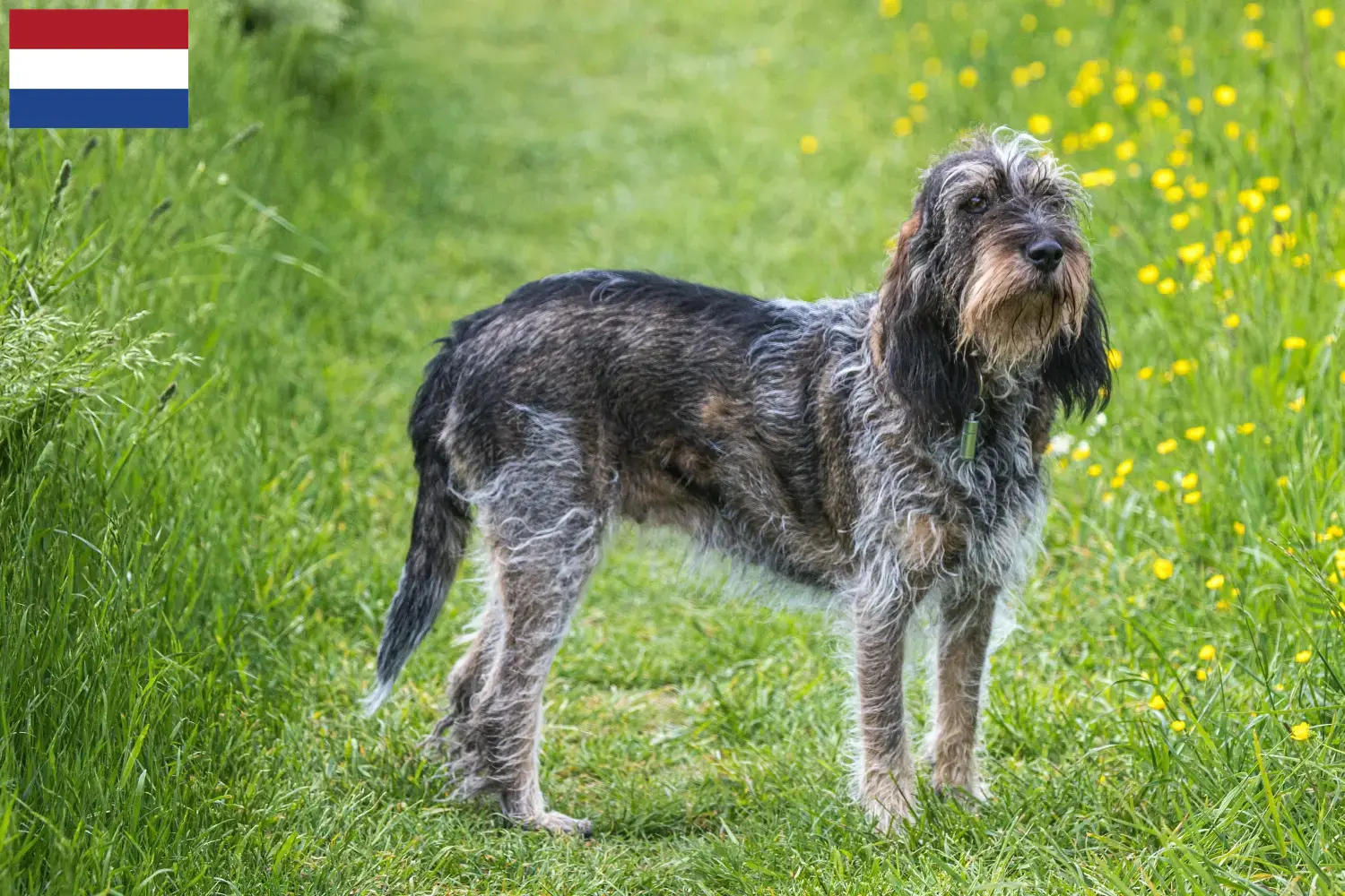 Read more about the article Hodowcy i szczenięta Griffon Bleu de Gascogne w Holandia