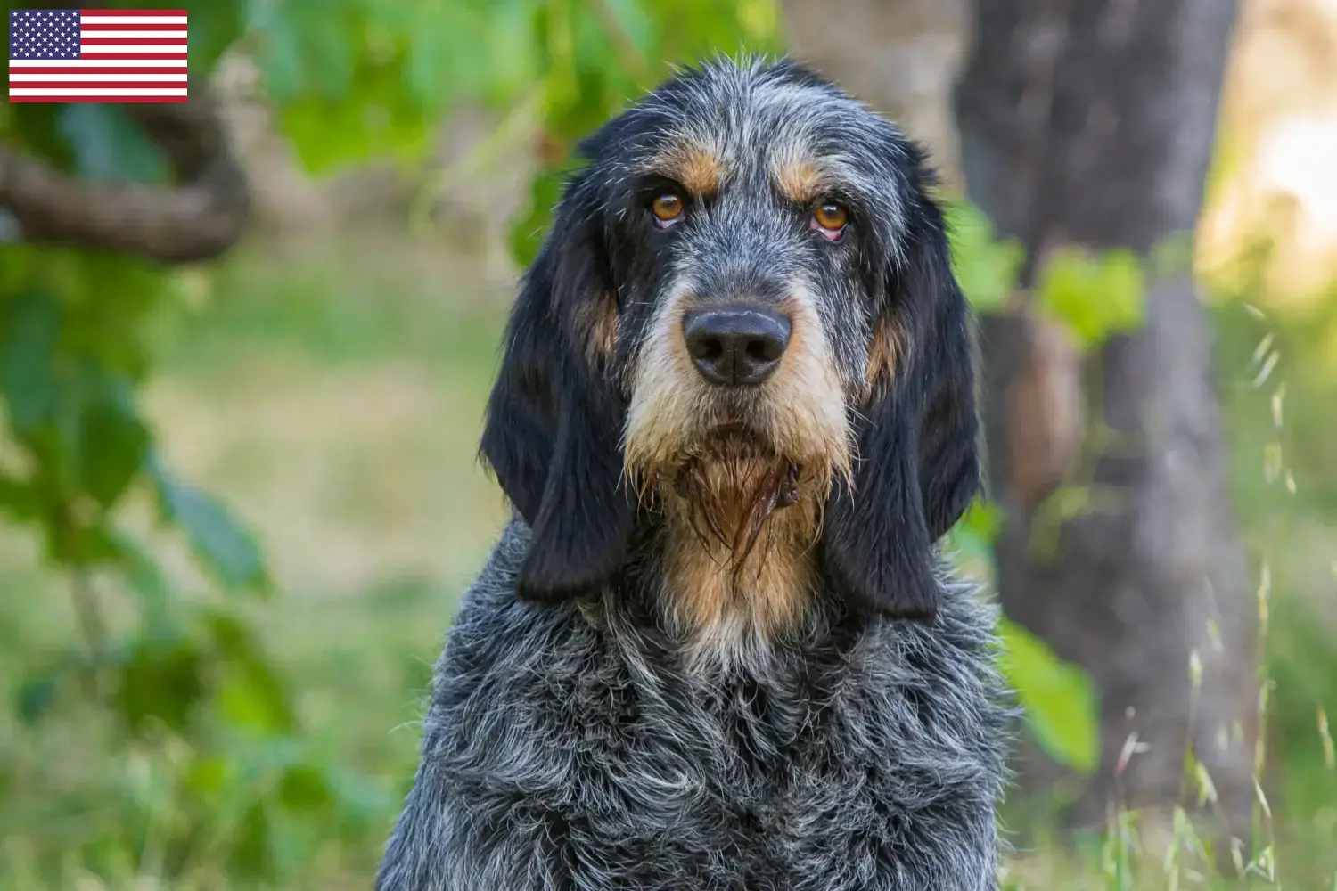 Read more about the article Hodowcy i szczenięta Griffon Bleu de Gascogne w USA