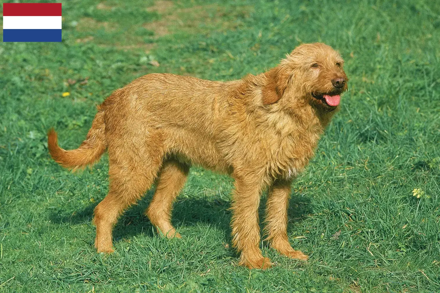 Read more about the article Hodowcy i szczenięta Griffon fauve de bretagne w Holandia