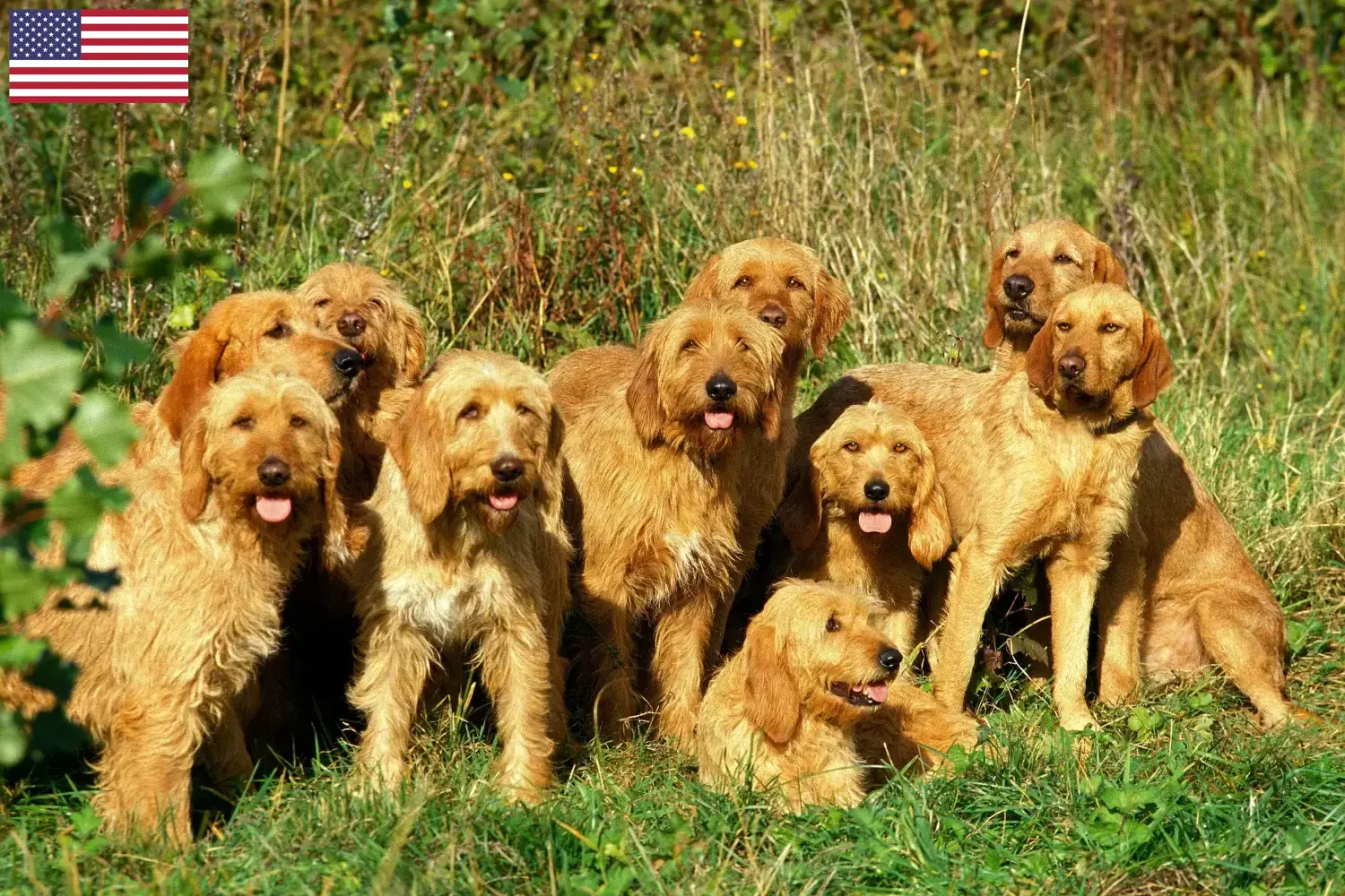 Read more about the article Hodowcy i szczenięta Griffon fauve de bretagne w USA