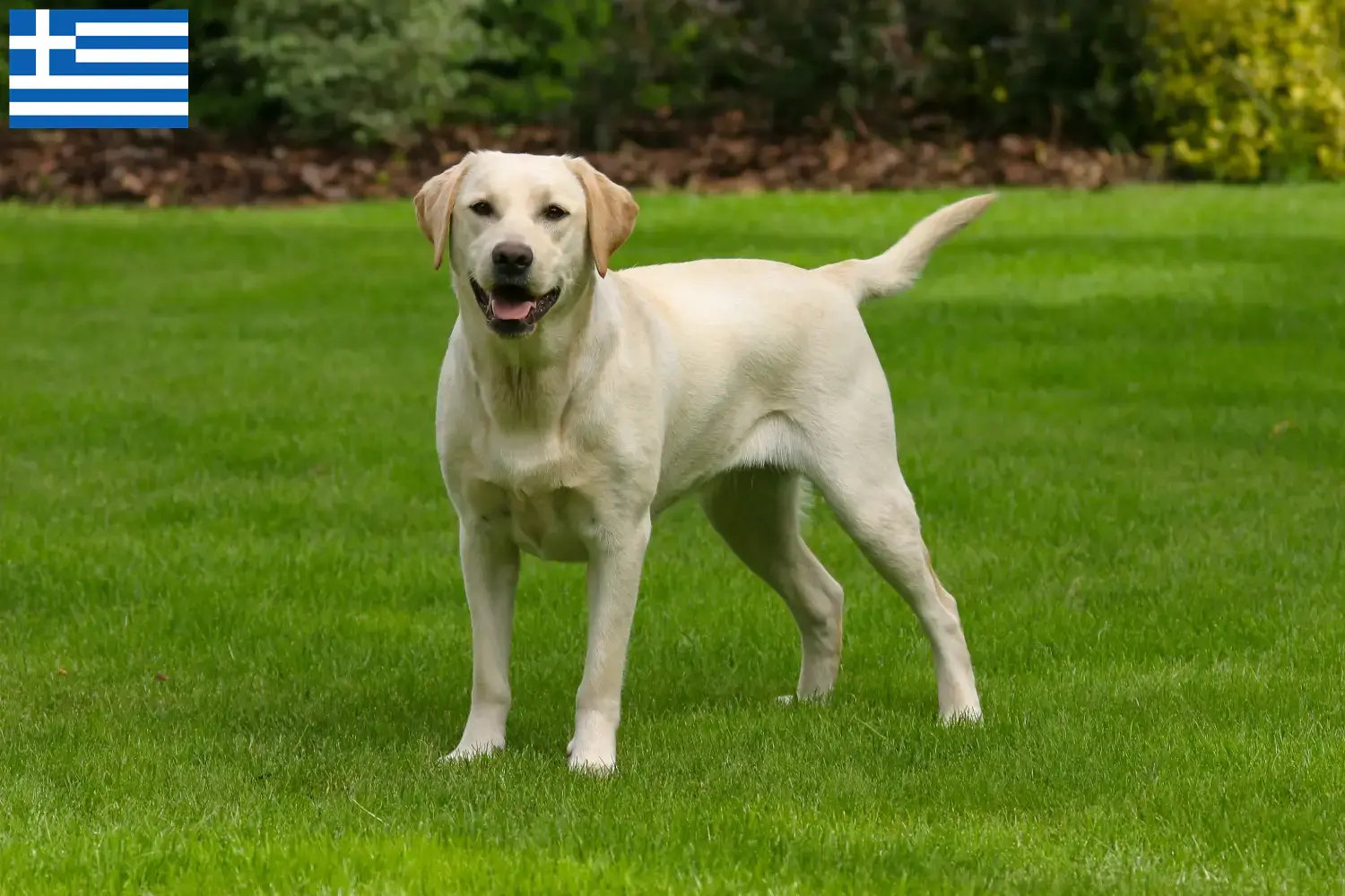 Szczenięta i hodowcy labradorów Grecja Tutaj znajdziesz hodowców rasy Labrador w Grecja.
