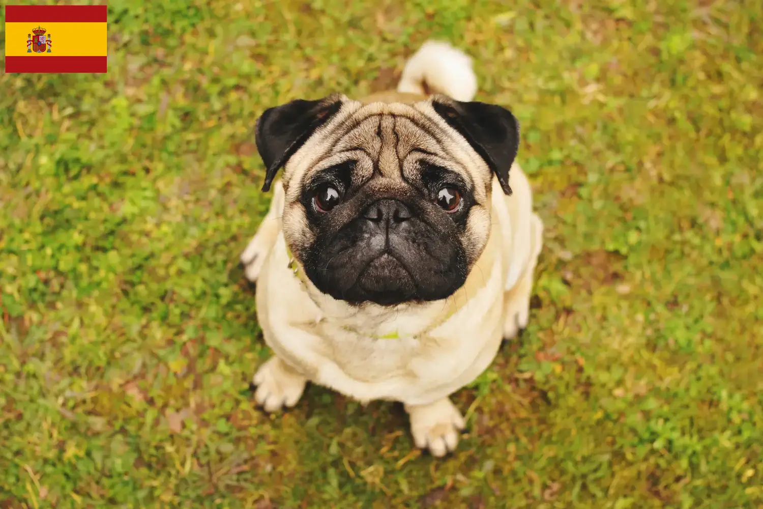 Mops szczenięta i hodowcy Hiszpania Tutaj znajdziesz hodowców mopsów w Hiszpania.
